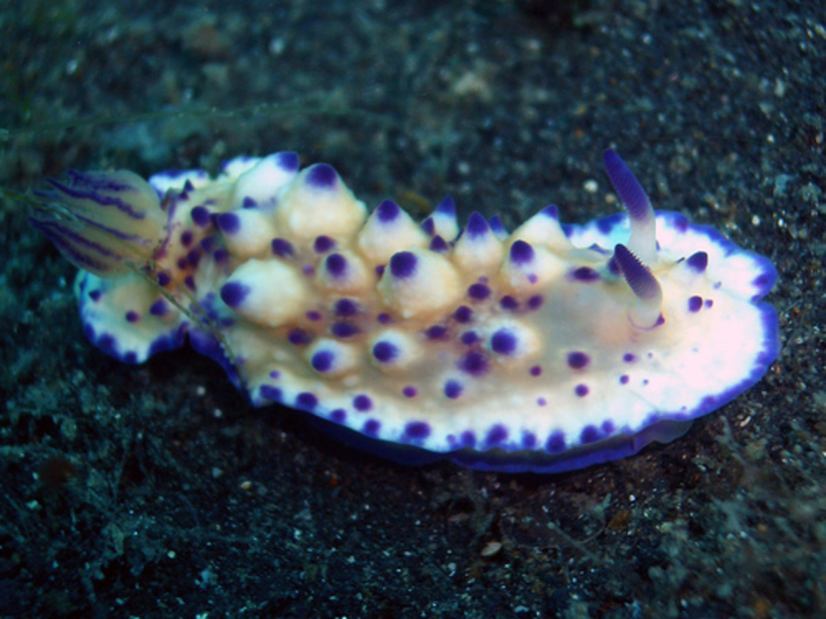 White and Blue Nudibranch