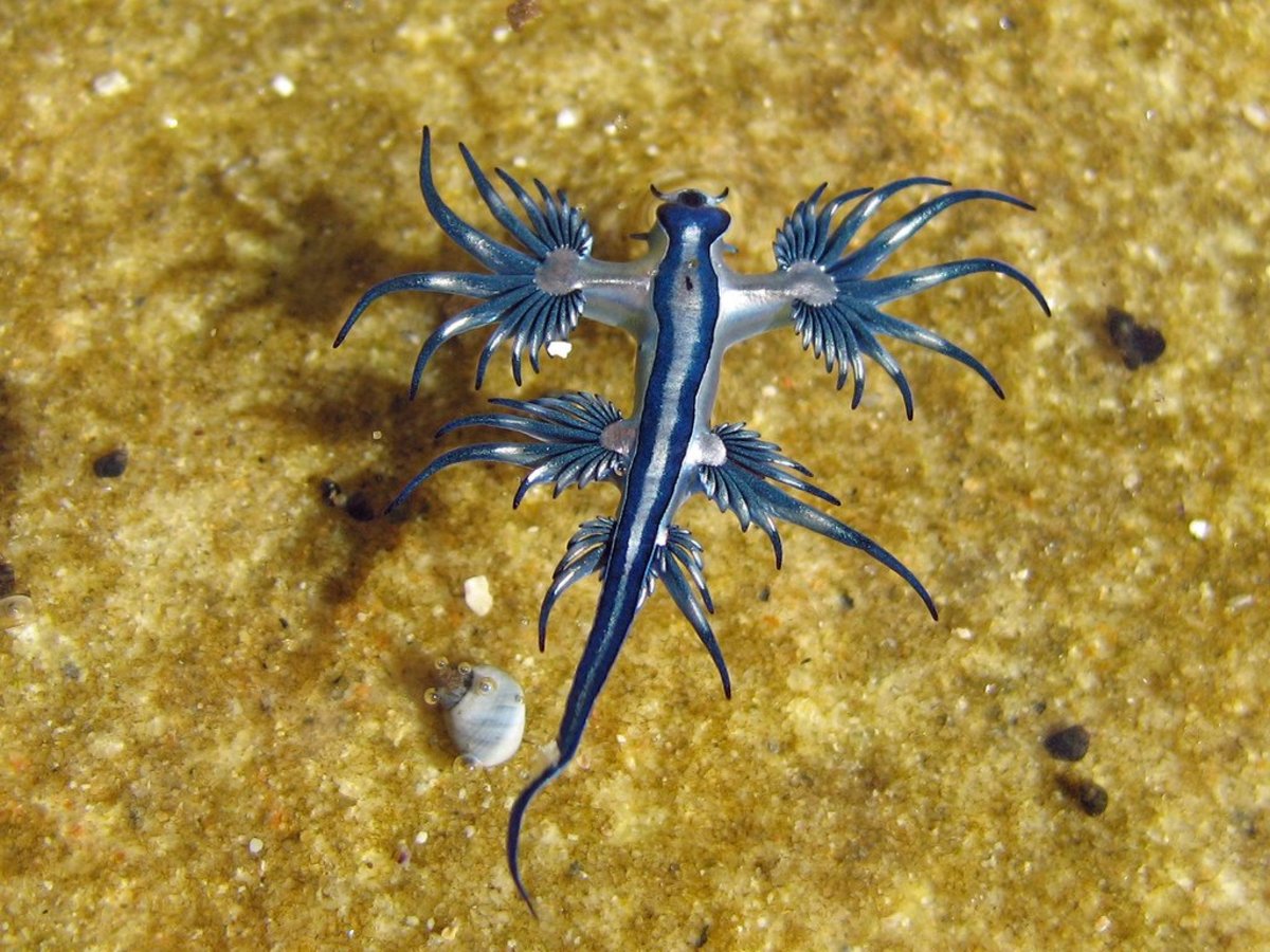 Unidentified Nudibranch 1 - This one reminds me of a dragon.