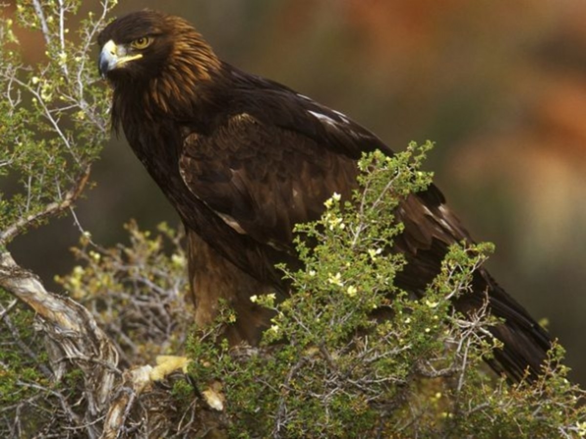 A golden eagle perched regally