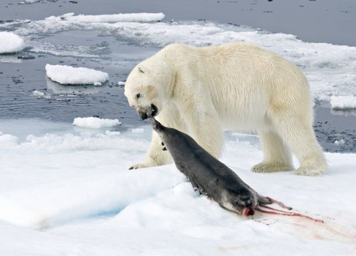 The polar bear with its prize—a seal