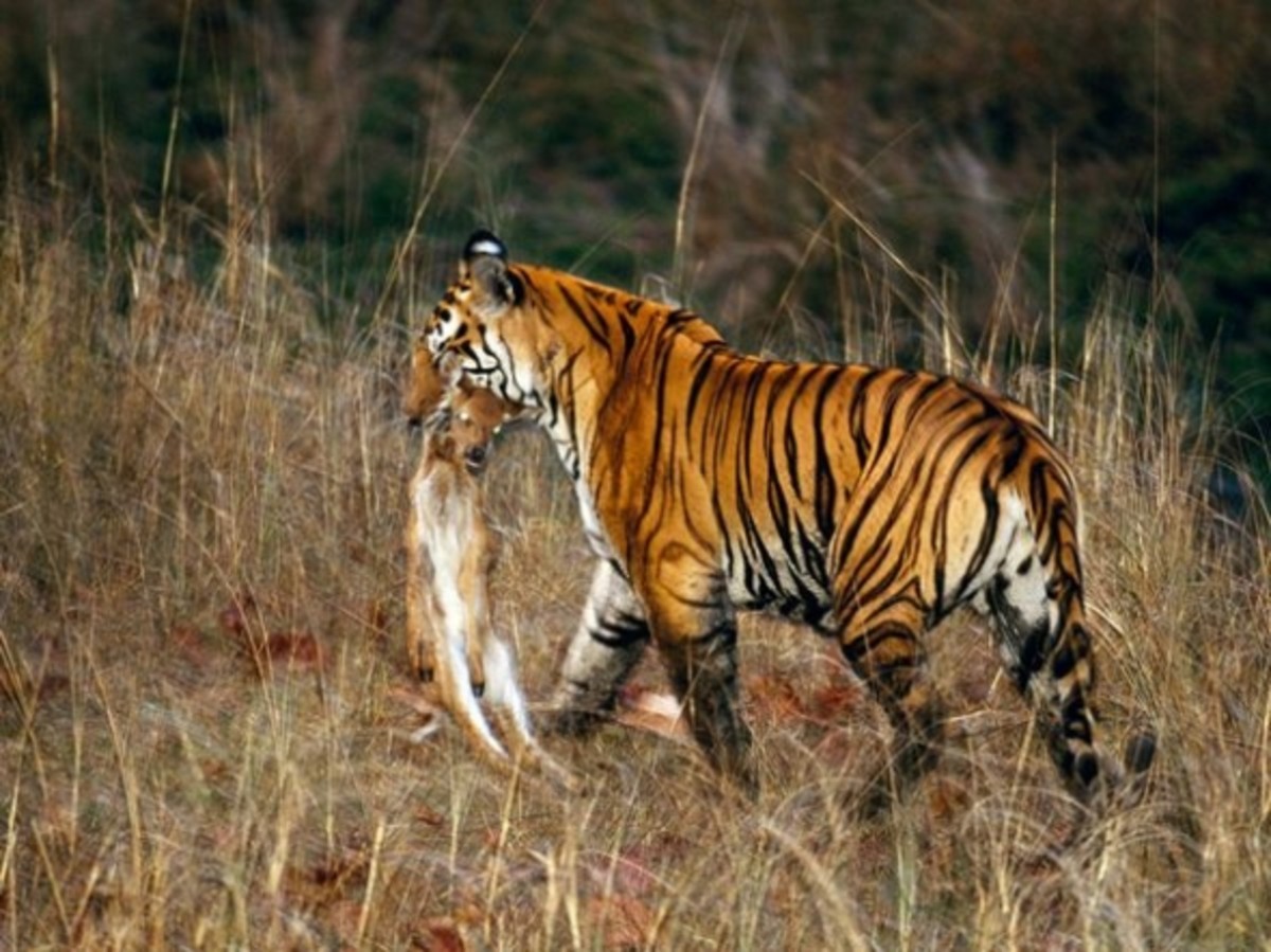 A tiger carrying its prize back to her cubs