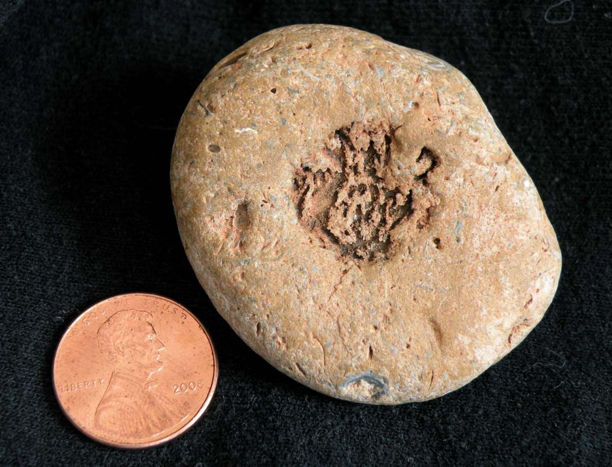The back of the face fossil rock with U.S. penny to show size. Found Feb. 2011 by S. Henkel at Imperial Dam Recreation Area on the California/Arizona border.