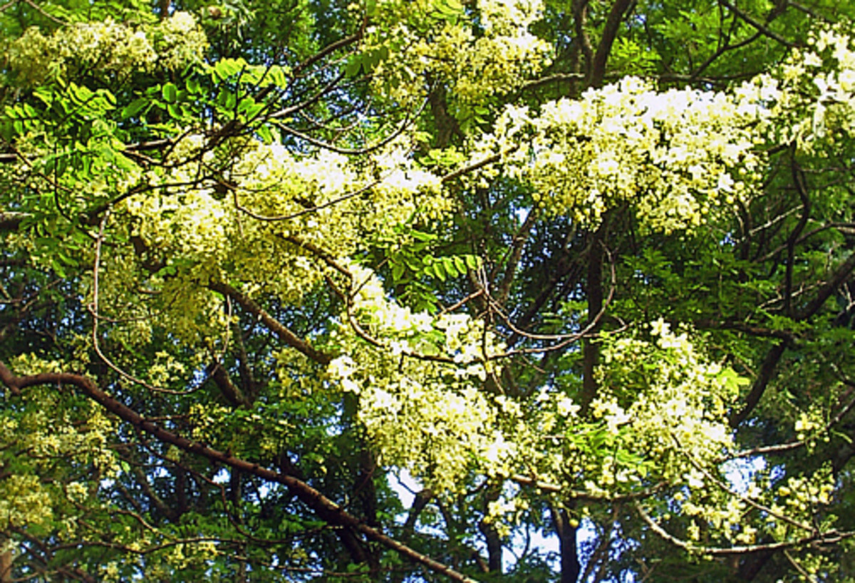 Photo Gallery: The rainbow shower trees of Hilo on the Big Island of