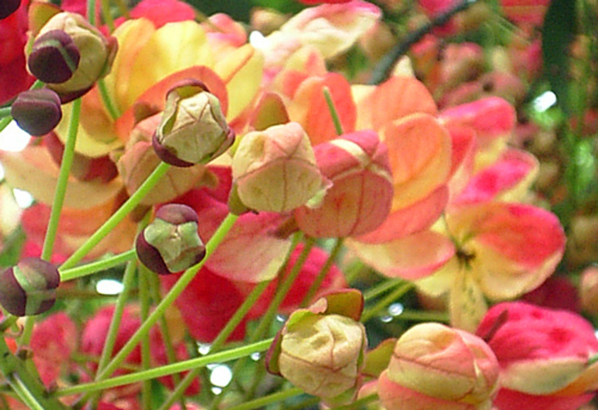 Photo Gallery The rainbow shower trees of Hilo on the Big Island of Hawaii HubPages