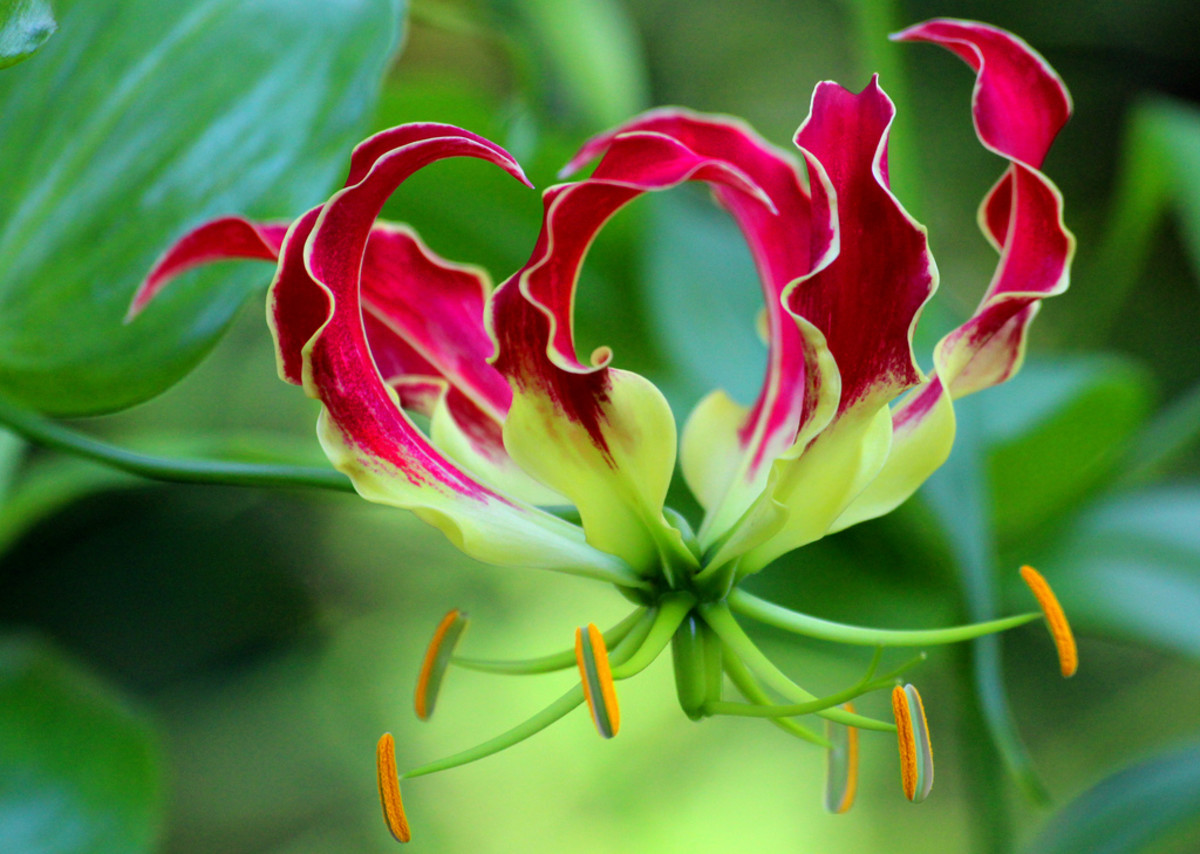 The photographer stated, "The Glory Lily, otherwise known as the Gloriosa Lily or Gloriosa rothschildiana (an African native), is perhaps one the most delicate and beautifully flowering climbing plants you will ever come across."