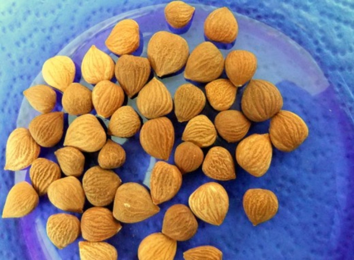 Raw apricot seeds have many health benefits