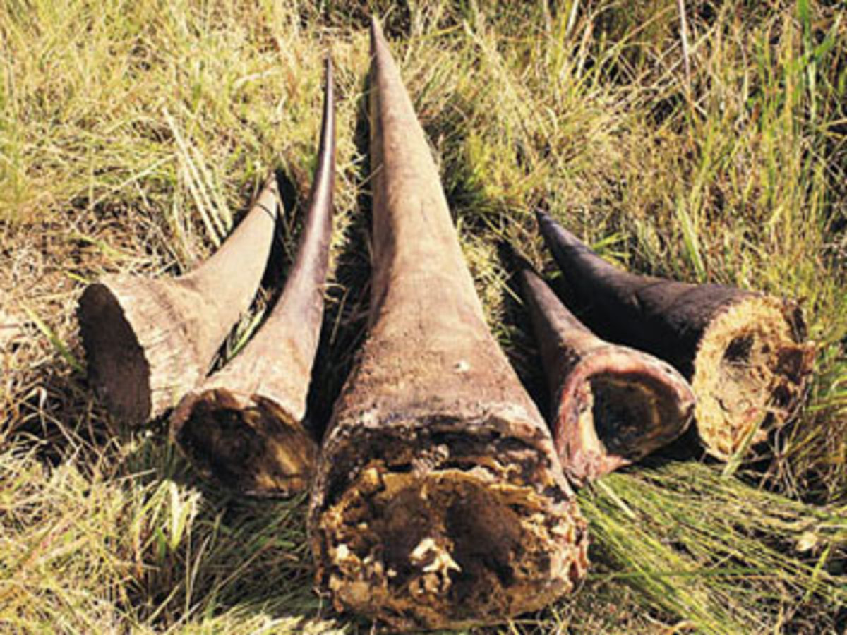 The horns of rhinos that were killed in Africa