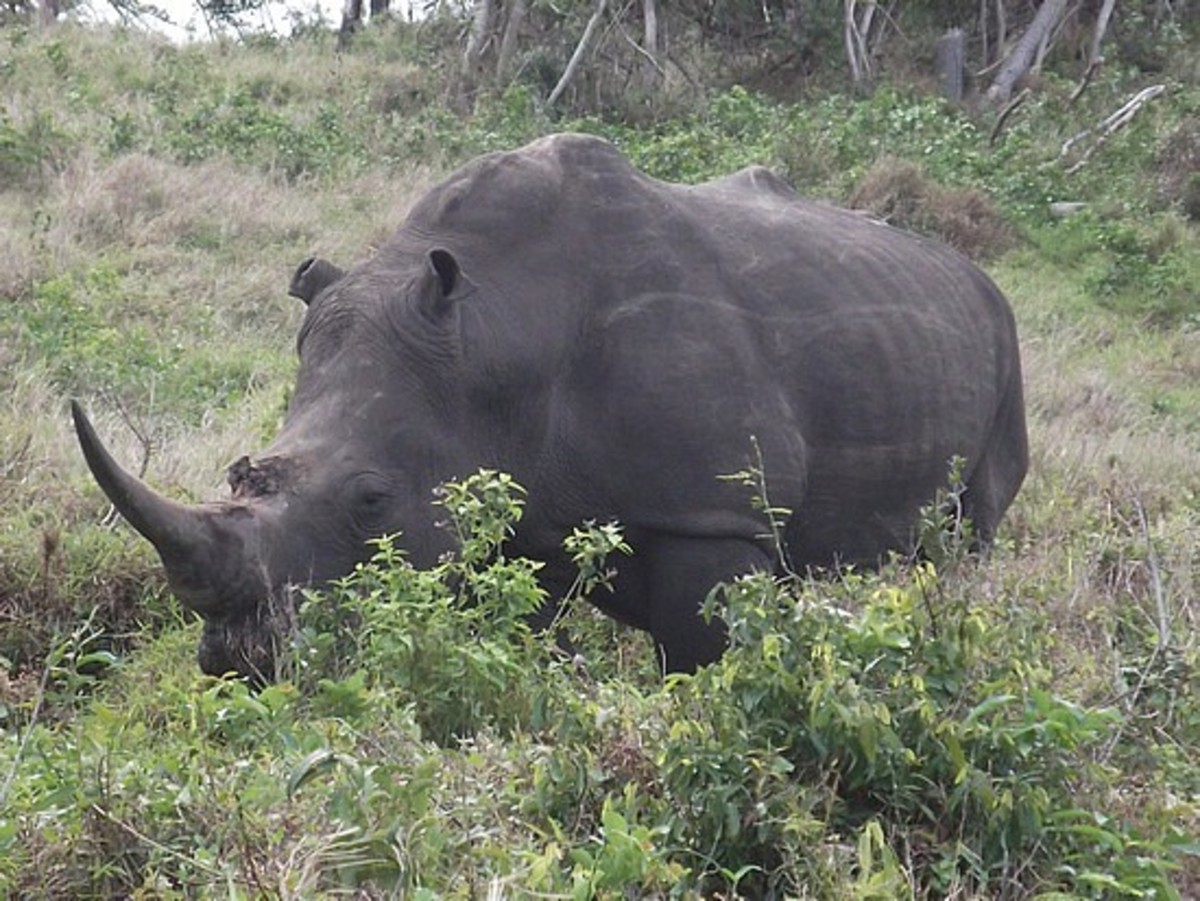 A rhino walks through the wild having survived an attack in which one of its horns was stolen 