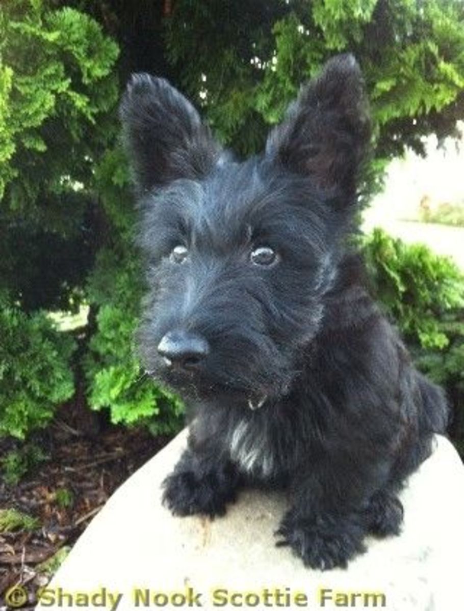 how much should my 3 month old scottish terrier puppy weigh