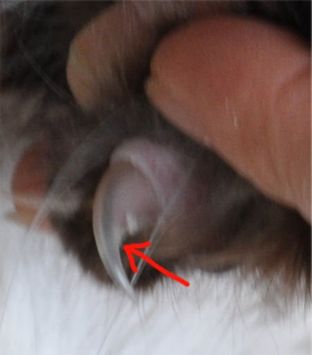 The red arrow shows where the pink part of the claw starts. When clipping, clip only the very tip. Stay away from the pink area.
