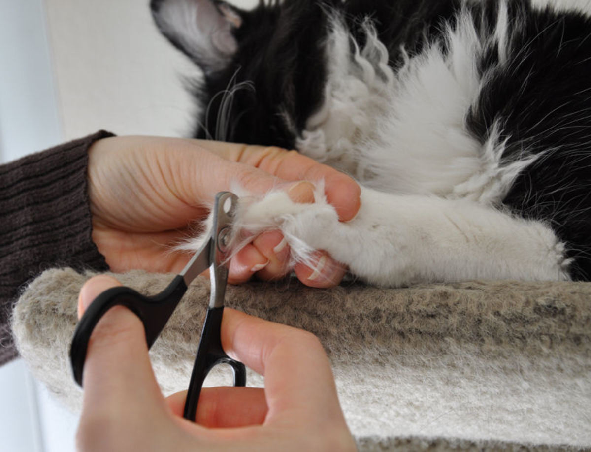 Gently press on the space between the cat's big foot pad and toe pads, and the claws will become exposed. This action is normal for cats and is similar to what happens when they stretch or when they scratch on items and their claws pop out.