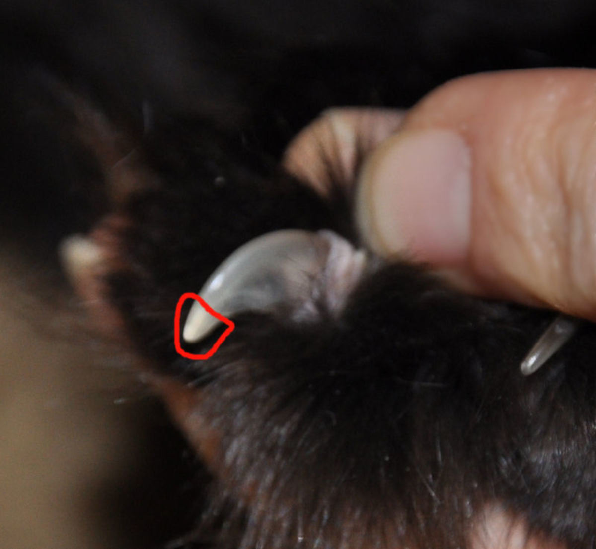 How to Safely Trim a Cat's Claws