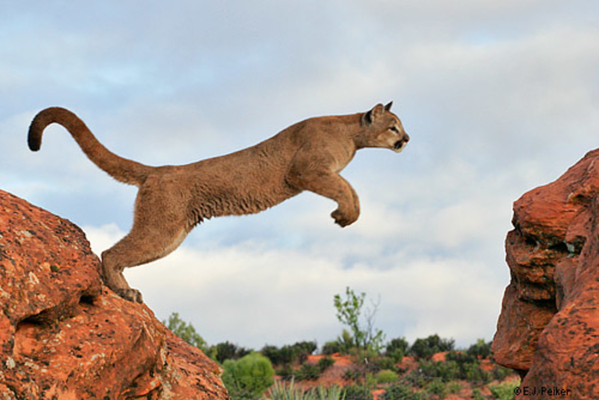 the-cougar-panther-or-mountain-lion-americas-second-largest-cat