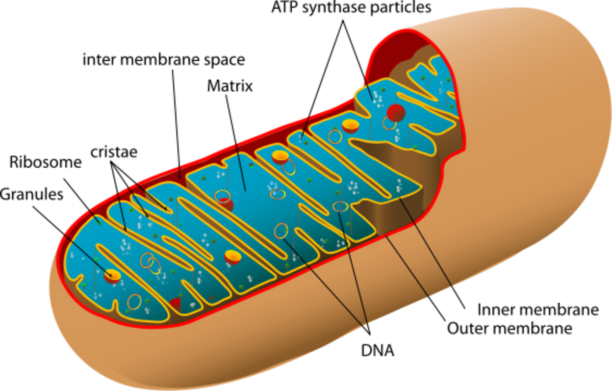 Depiction of a typical Mitochondrion and its components. Source: LadyofHats, wikimedia commons, Public Domain 