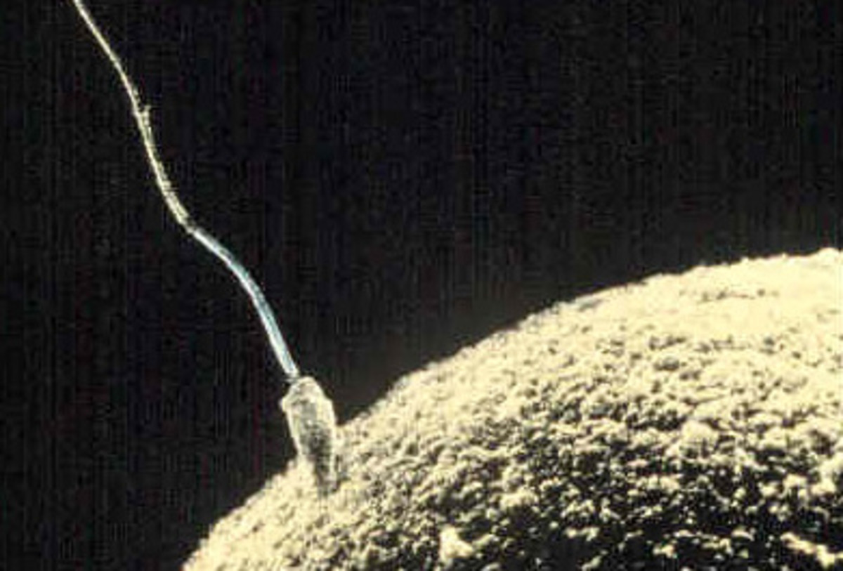 When sperm meets egg. Source: Public domain, wikimedia commons.