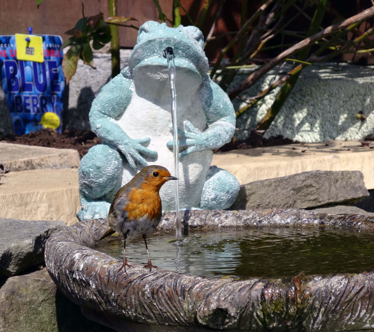 Robin in birdbath set in wildlife pond with frog spouting water.  