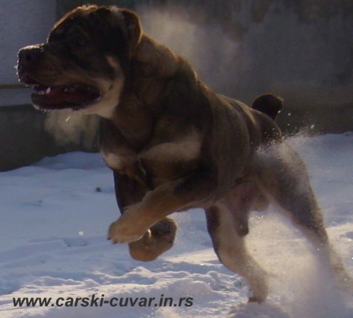 The Serbian Defense Dog, aka the Serbian Defence Dog