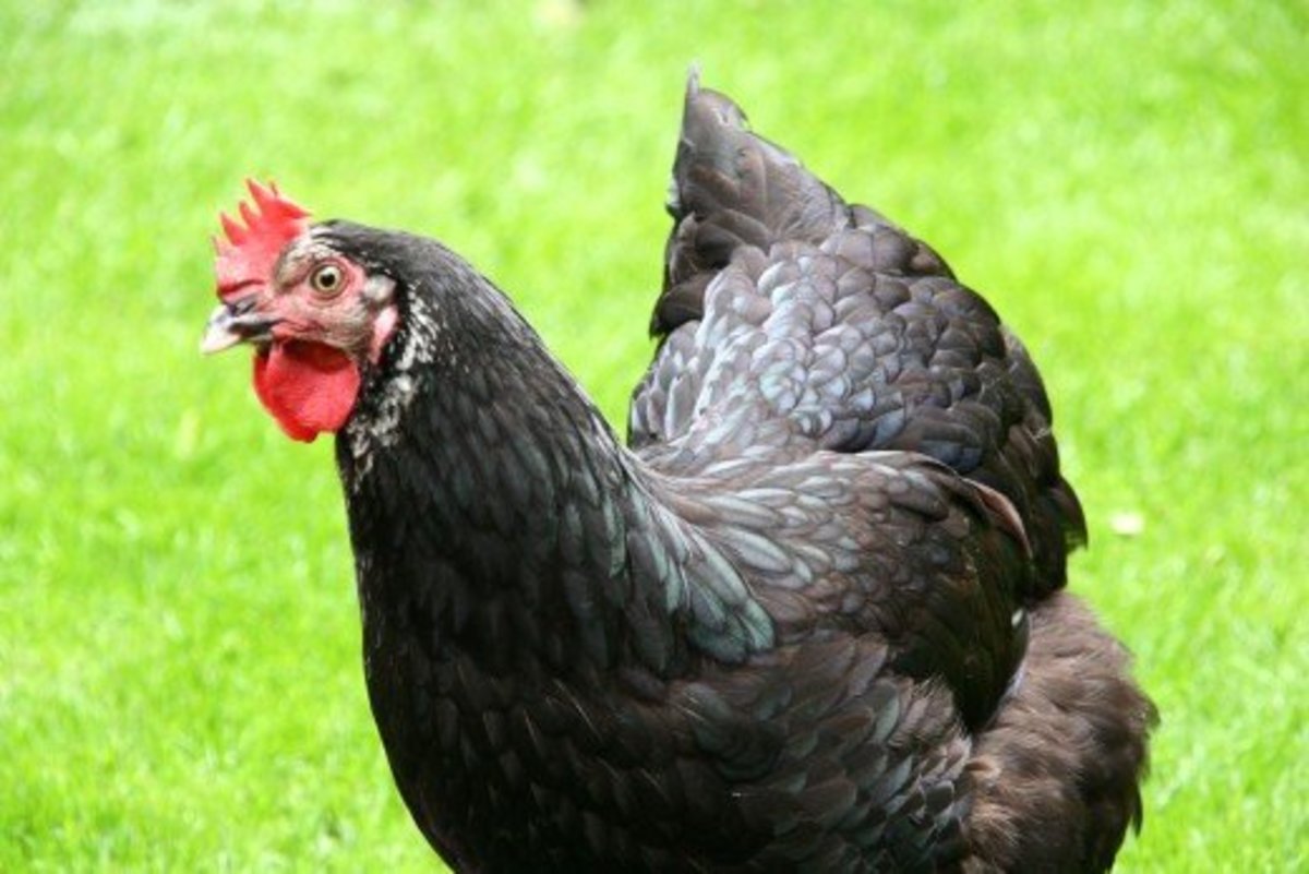 How to Eradicate Red Mite from your Chickens, Without Using Chemicals