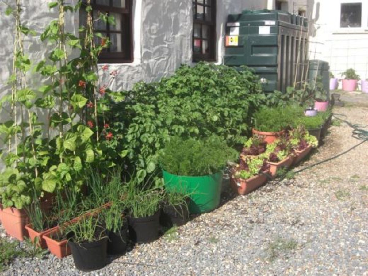 vegetables growing in containers