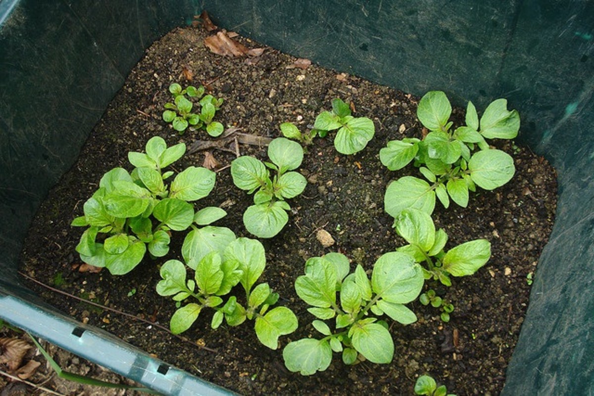 potatoes growing in a container