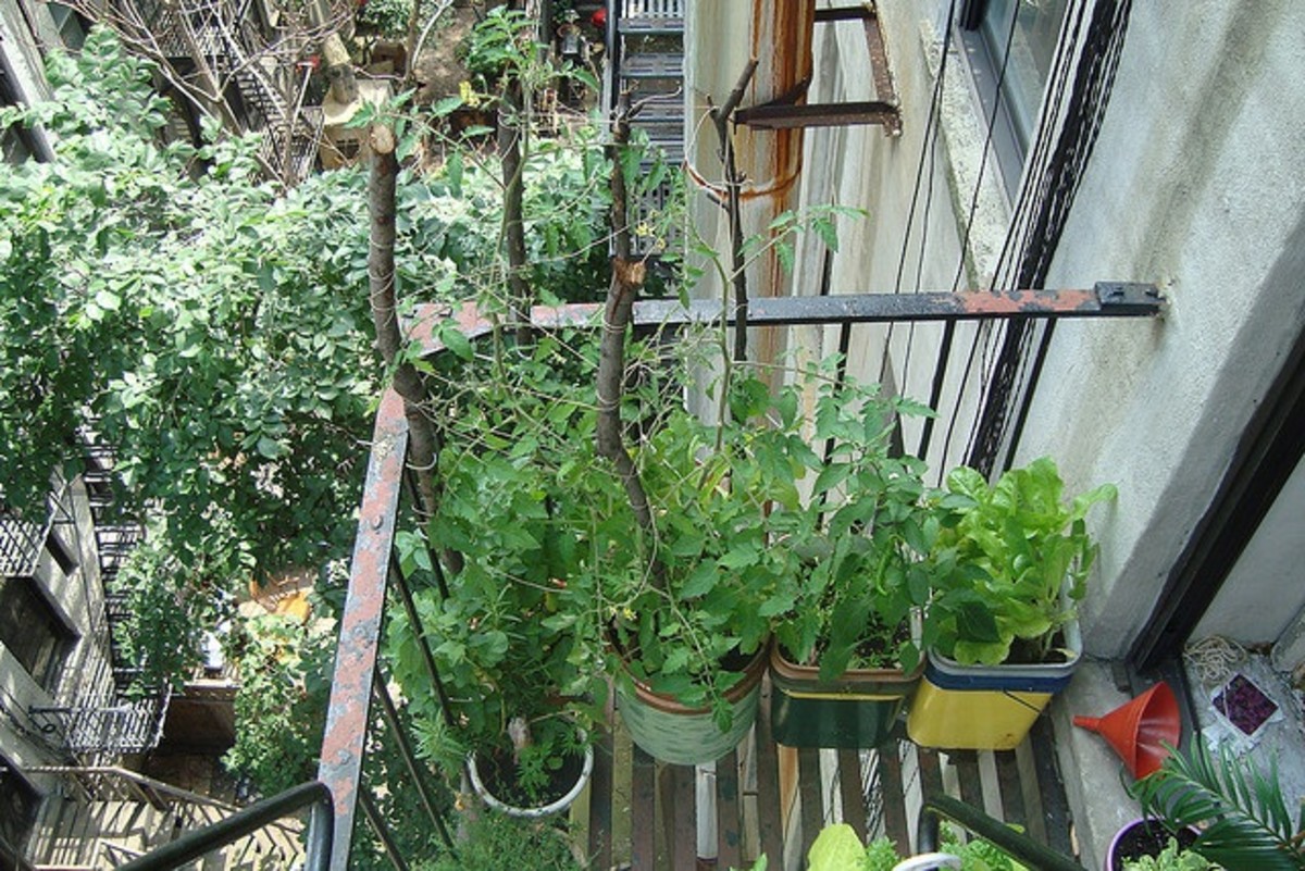 vegetable growing in a confined area