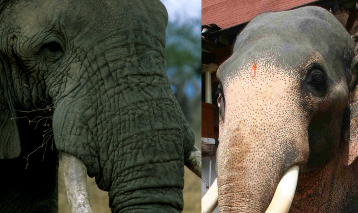 Note the difference between the skin type and colouration of these elephants. The African having the darker more wrinkled skin.