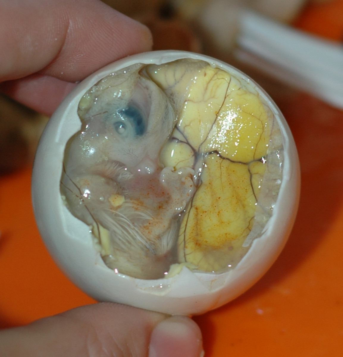 Balut: Fertilized duck egg...ready to cook!