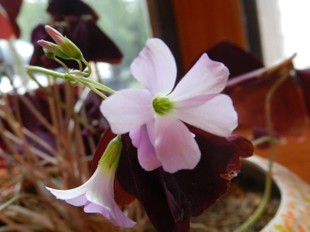 Purple Shamrock flower