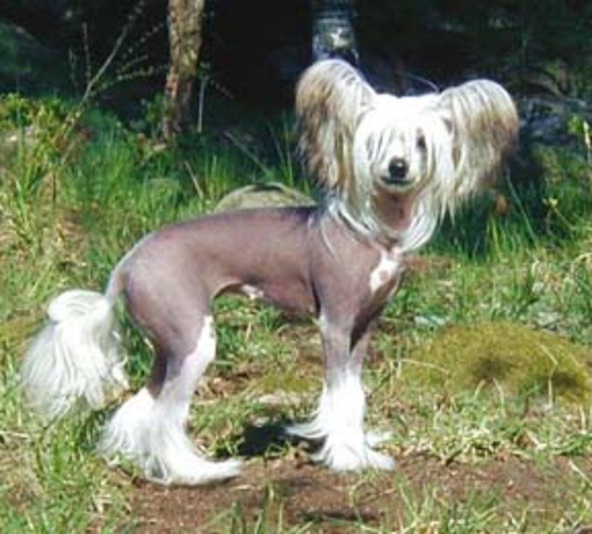small-breed-dogs-that-do-not-shed