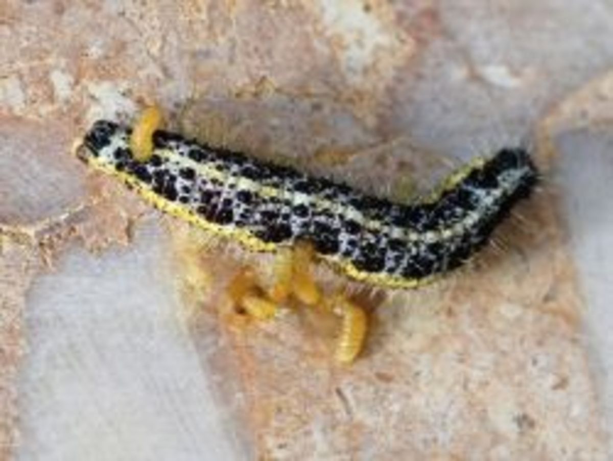Larvae of Cotesia (Apanteles) glomeratus emerge from a parasitized caterpillar