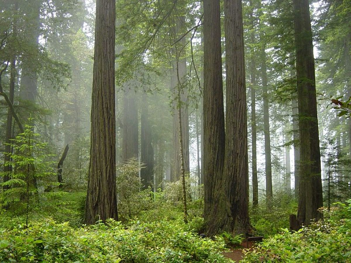 A forest of redwood trees in Redwood National Park