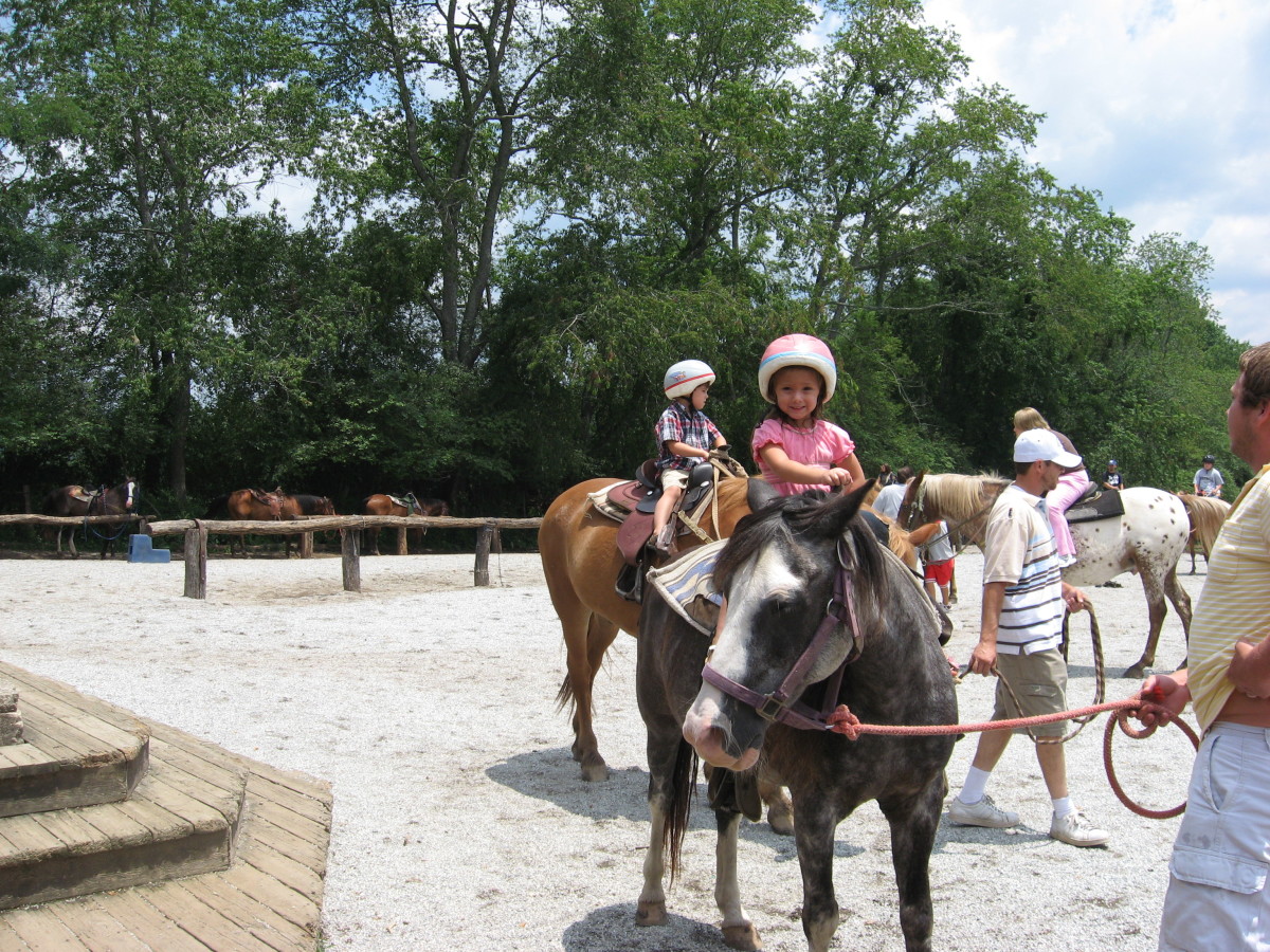 Free Horses Near Me Finding Safe Sanctuary with Reputable Sources and Legal Guidance