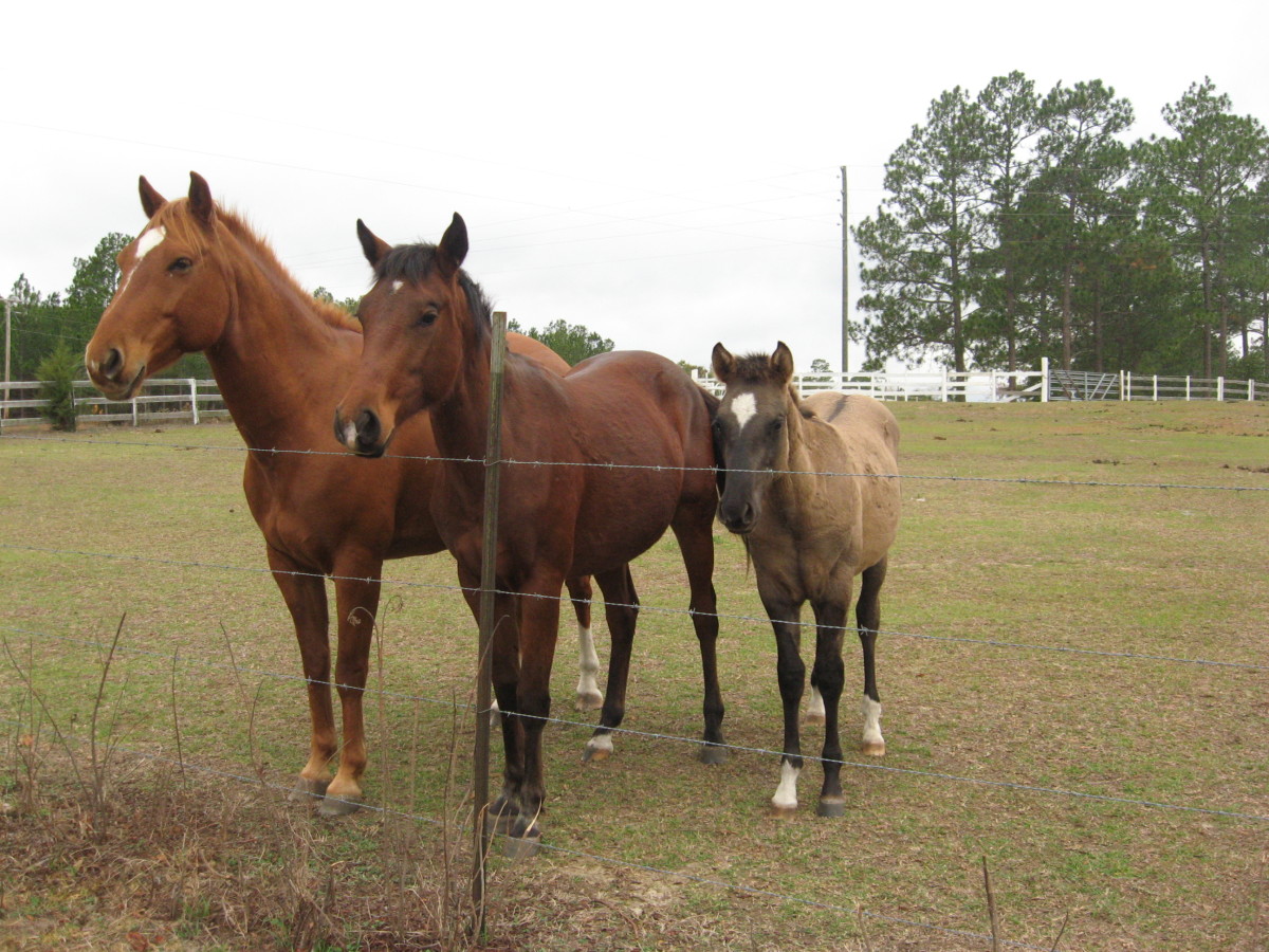 Quarter horses