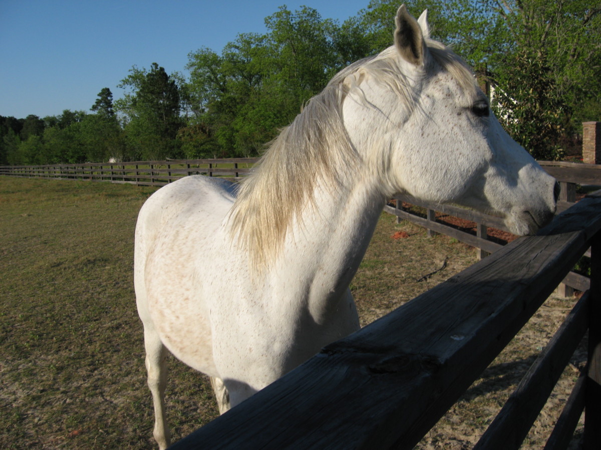 Where to Find Free and Cheap Horses for Adoption