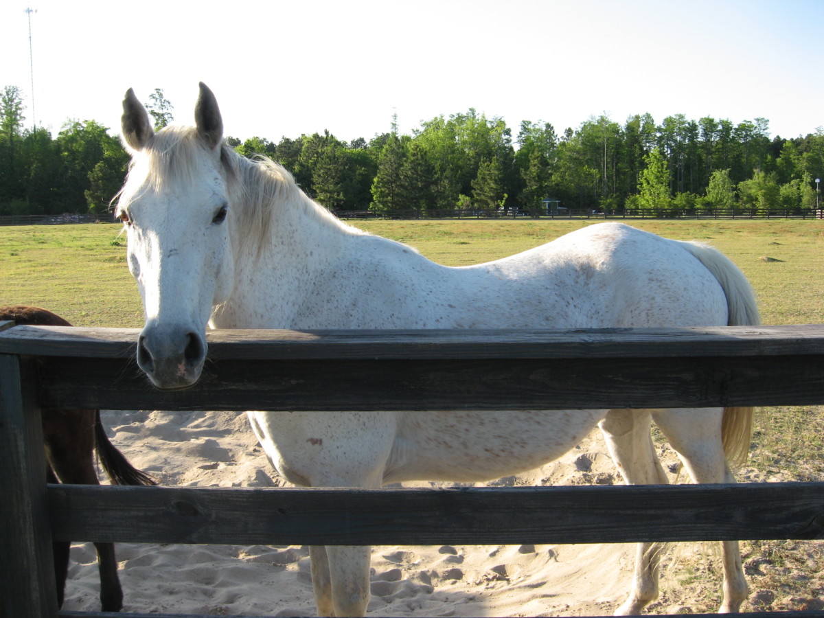 Why and How to Ride a Horse Bareback