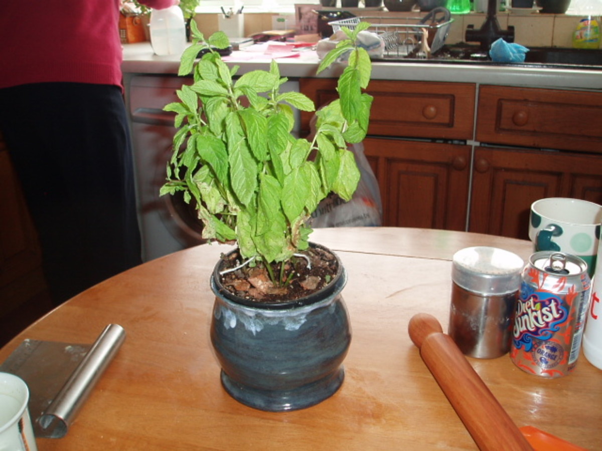 grow mint on your windowsil