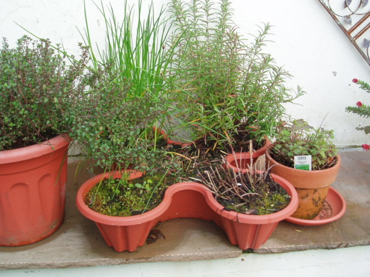 my-windowsill-herbs