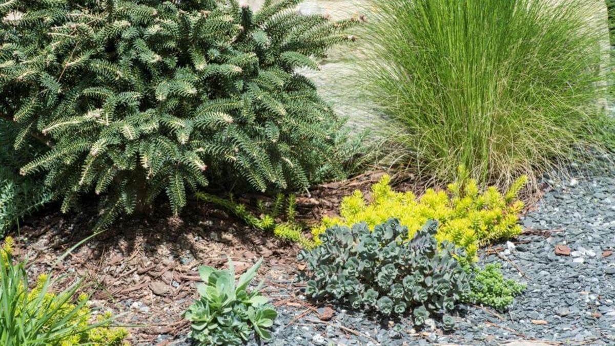 Tips for a Drought-Tolerant Garden in Arid Climates