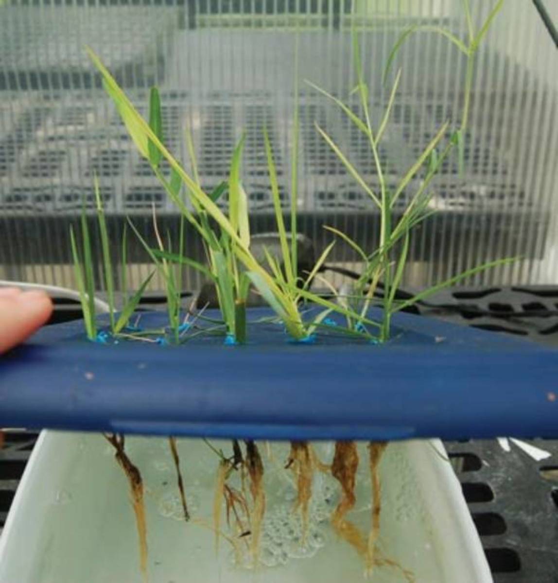 Zoysia grass turf is used in a hydroponic system.