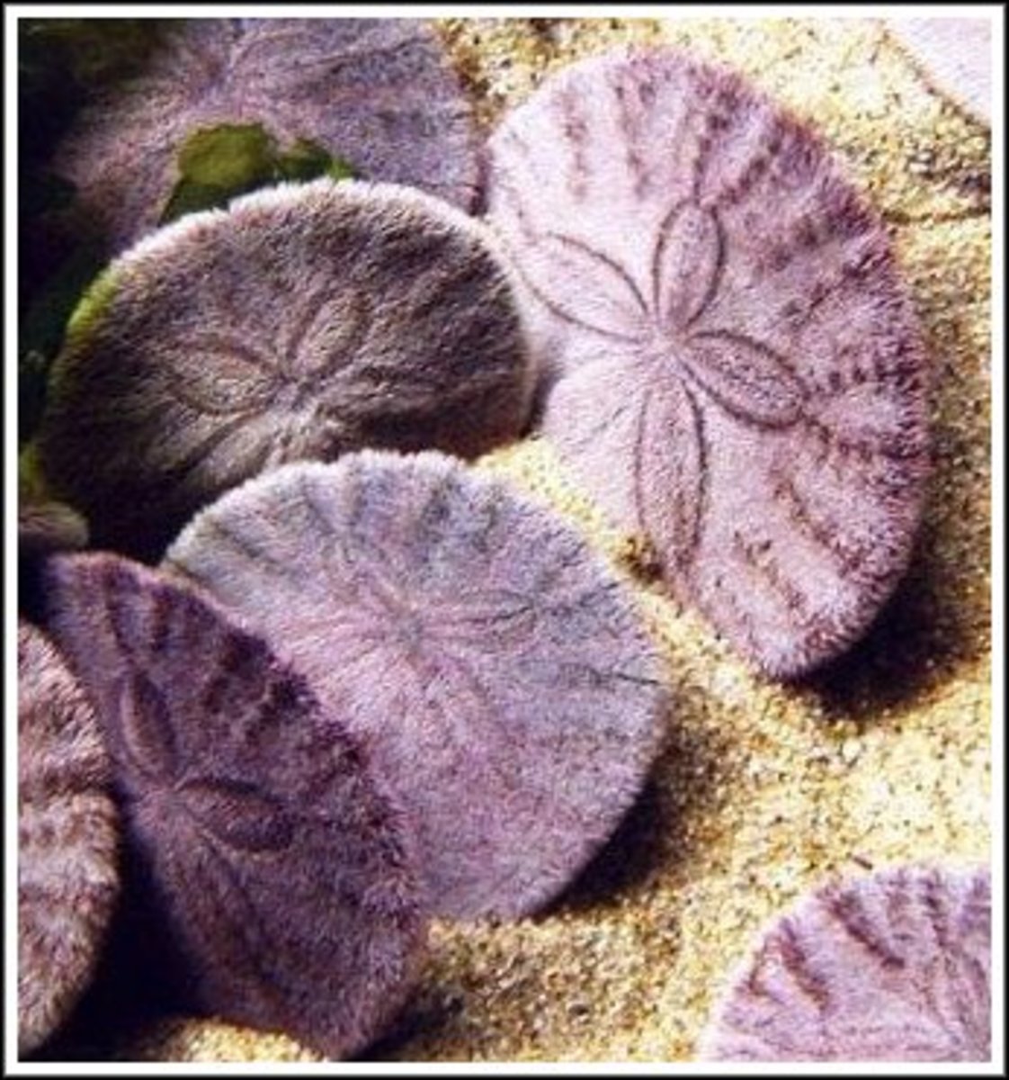 stories-of-the-sand-dollar