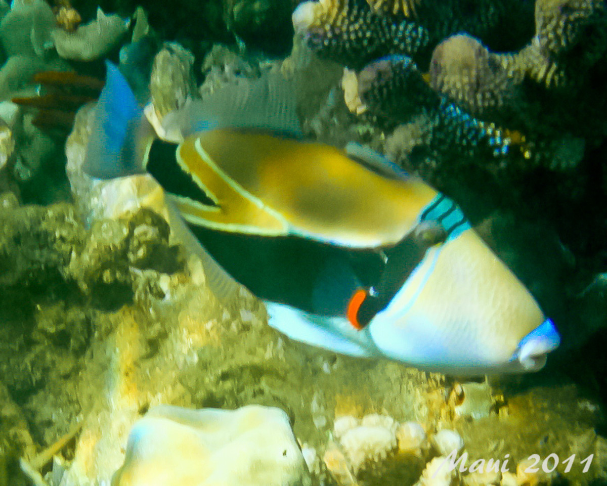 Humuhumunukunukuapua'a Facts Hawaii's State Fish (with Pictures