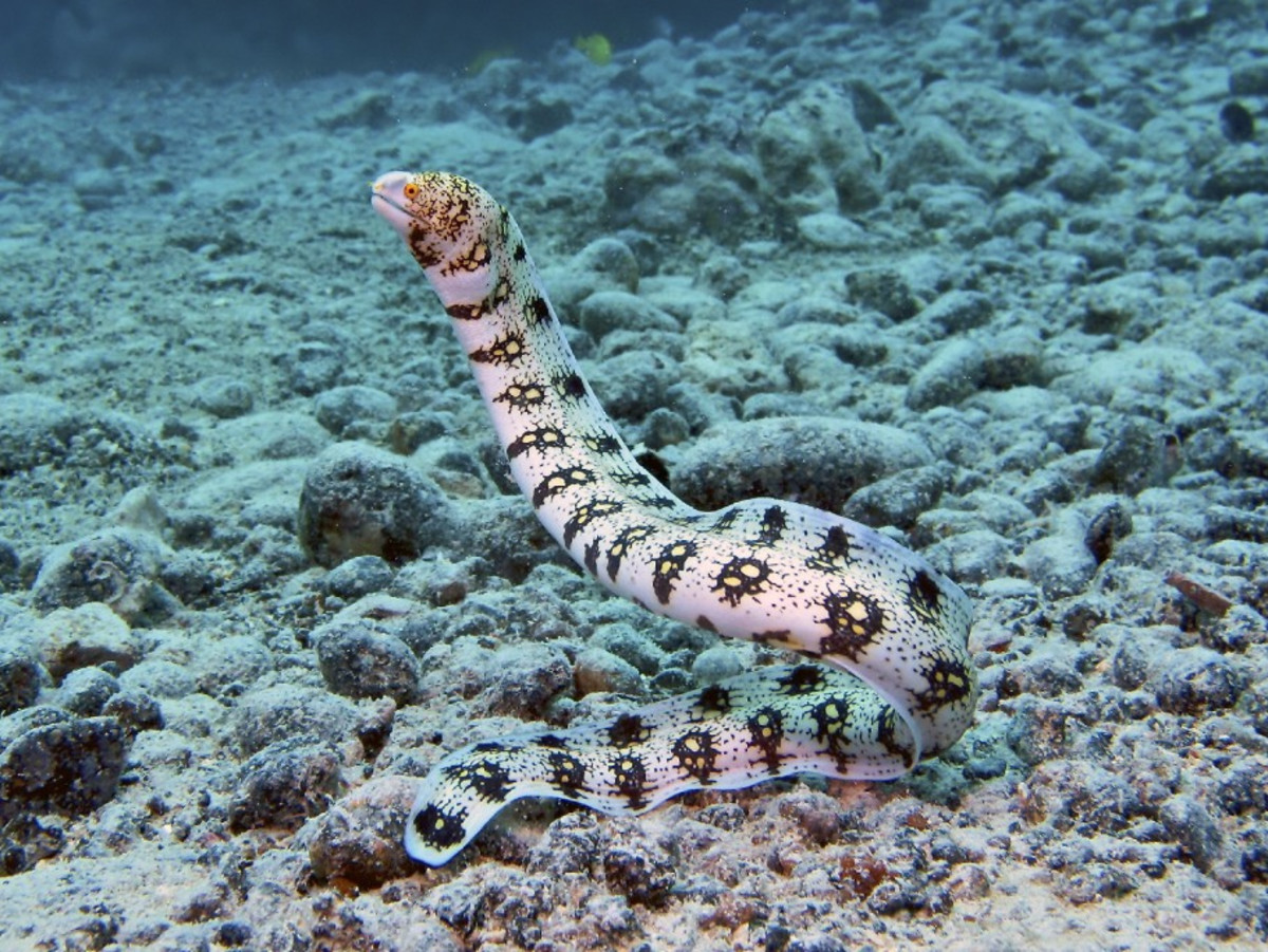 Facts About Moray Eels