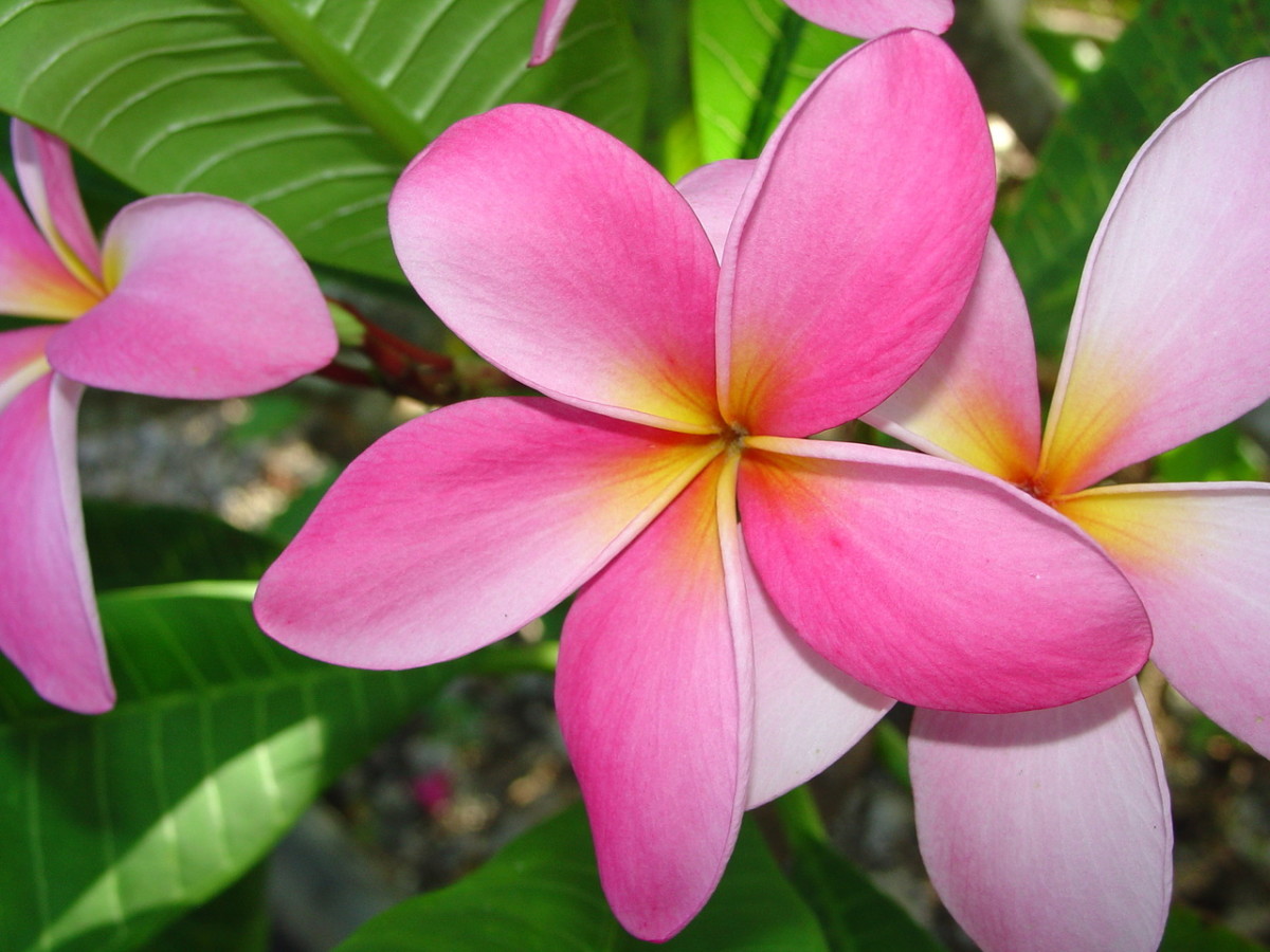 Five Petal Flower Meaning Home Alqu