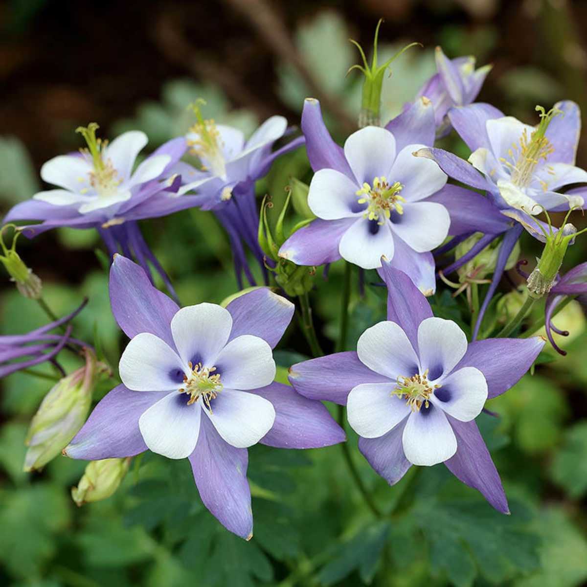 Plants That Produce Flowers With 5 Petals for A Lovely Flower Garden ...
