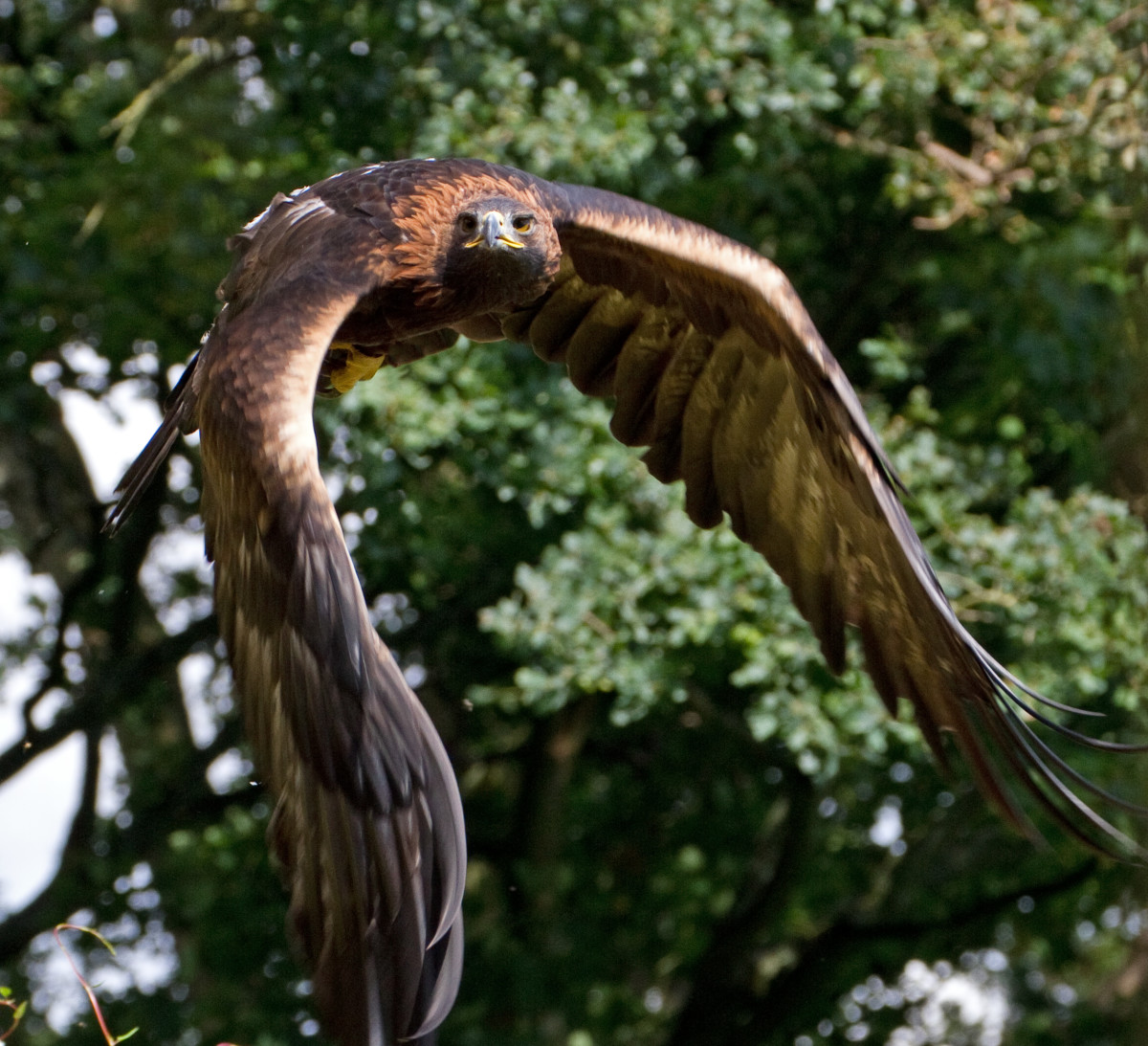 Stunning photo of the Golden Eagle with its amazing wingspan.
