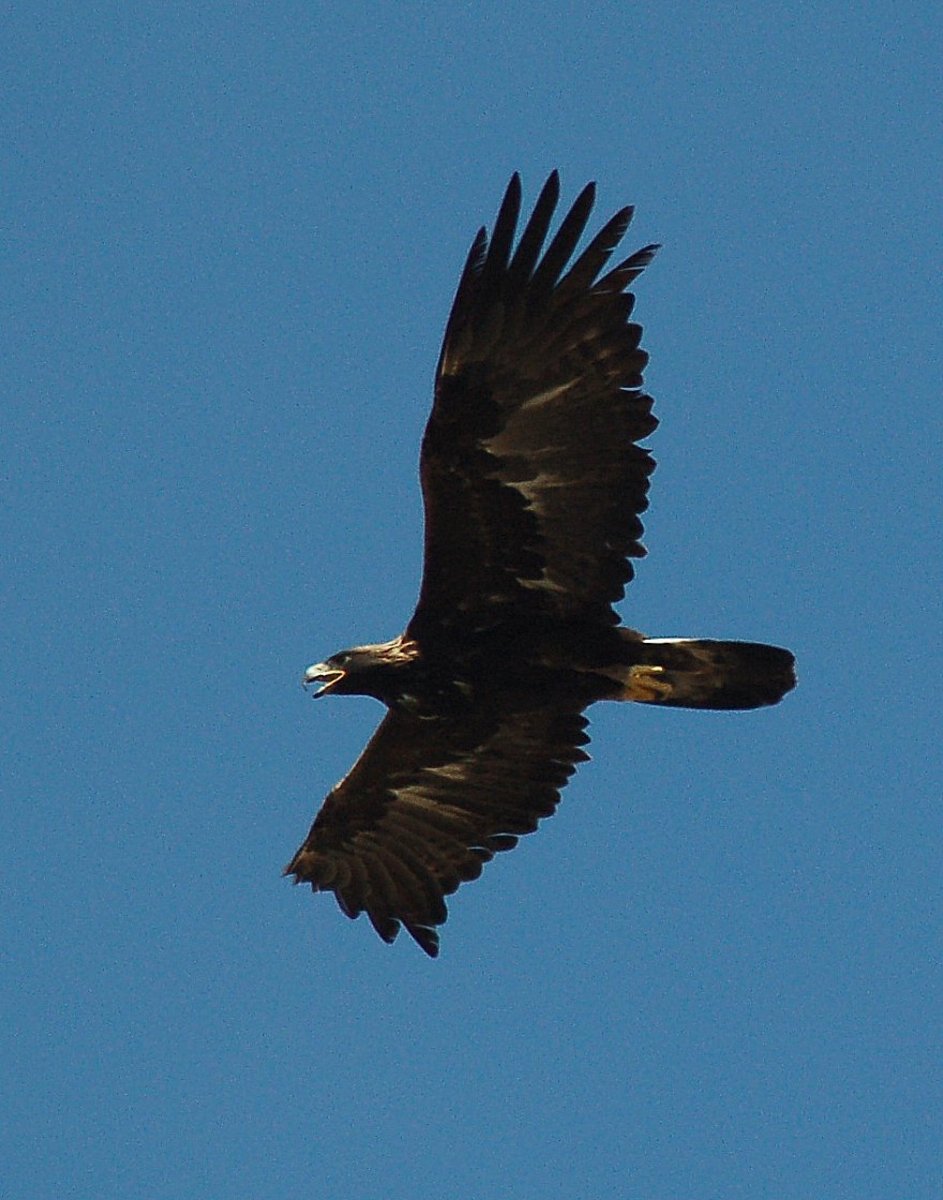 Golden Eagle in flight - What a beautiful bird.