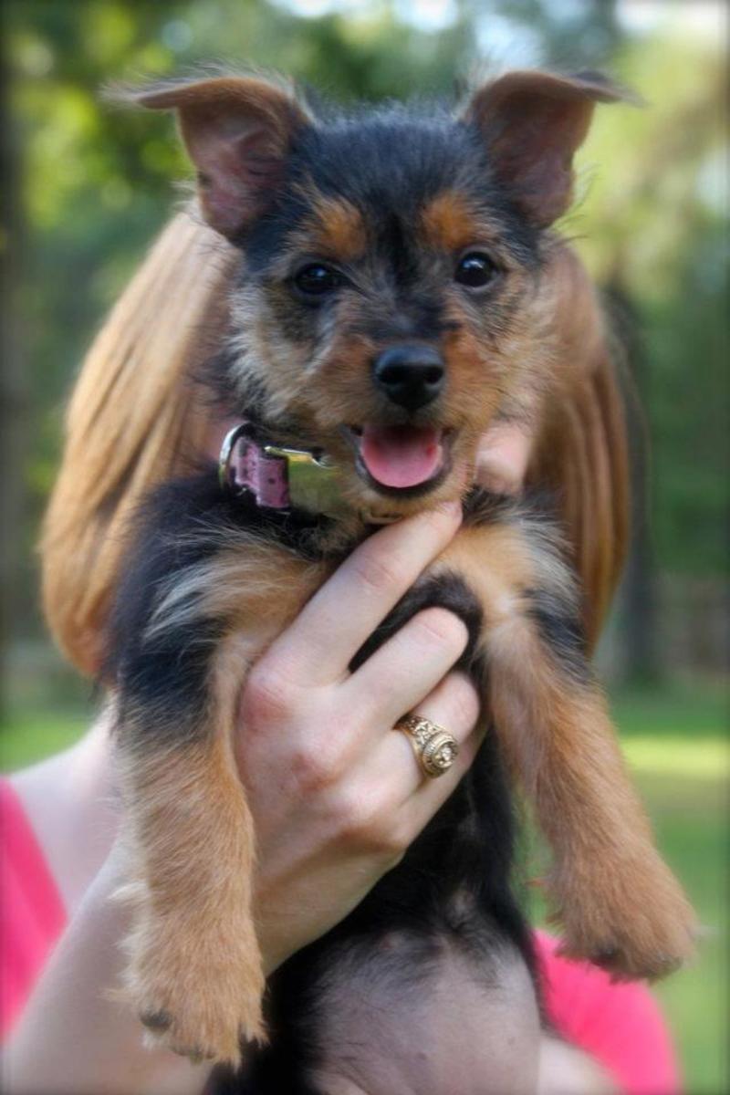 can a australian terrier guard a home