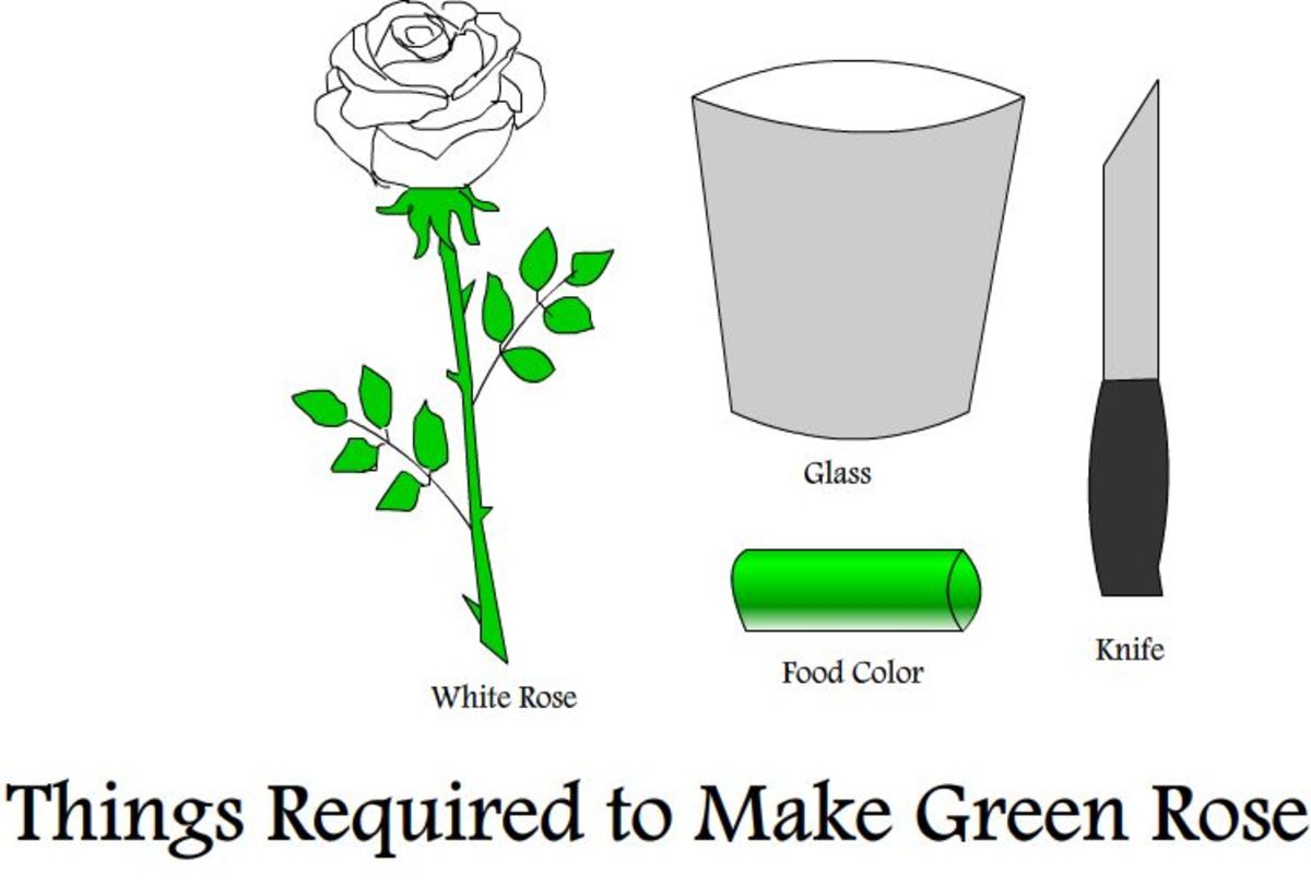 How to Make Green Roses: A Simple Step by Step Guide - HubPages
