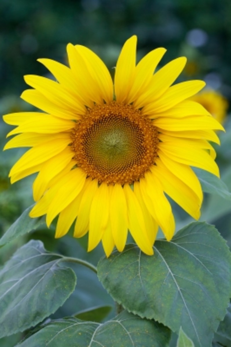 Sunflowers are both beautiful and delicious!