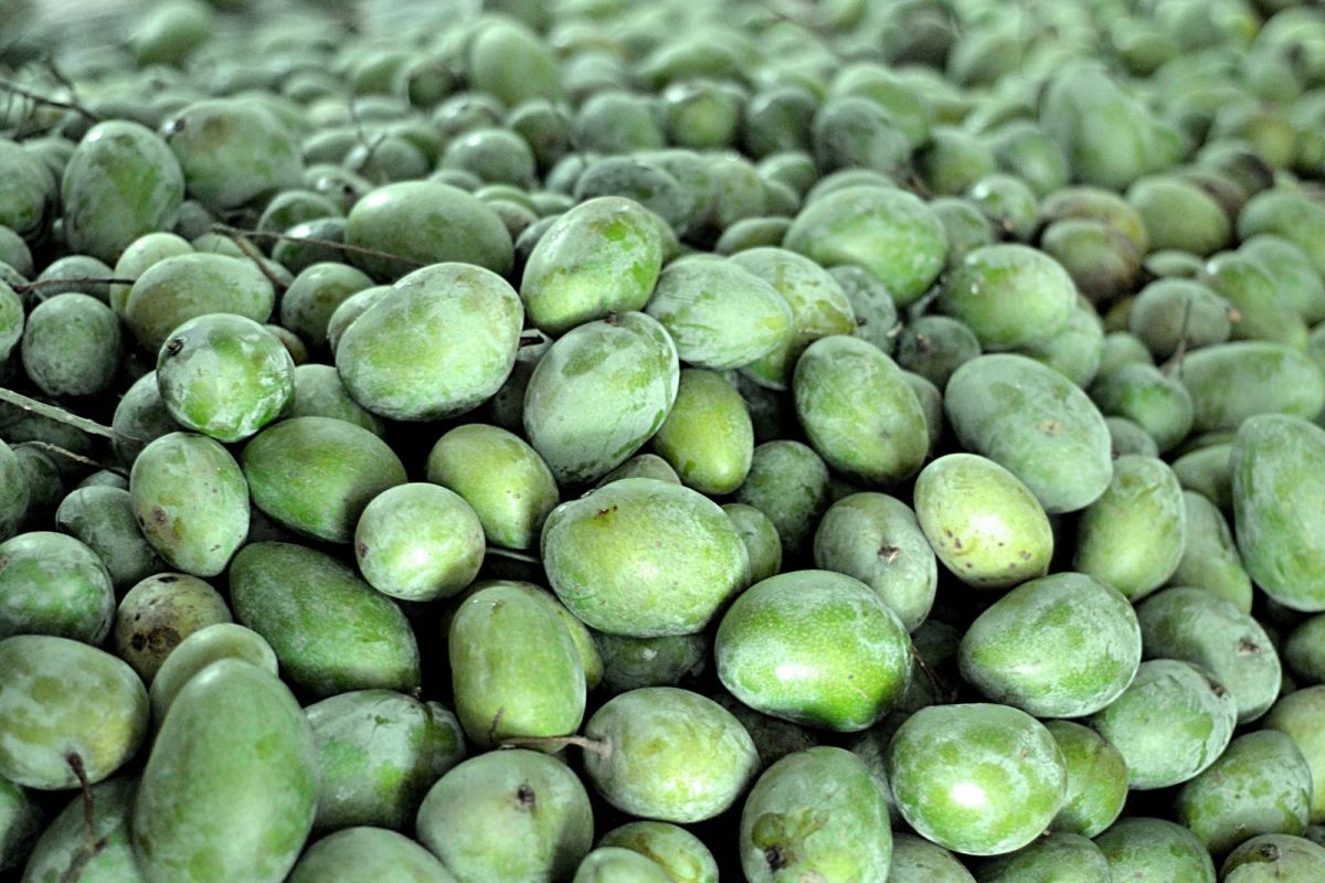 Mangoes of Bangladesh Rajshahi, Chapainawabganj, Nawabganj, and Dinajpur (Video + Photo)